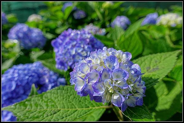 2024.05.18 台北陽明山 ‧ 竹子湖 ‧ 花與樹繡球