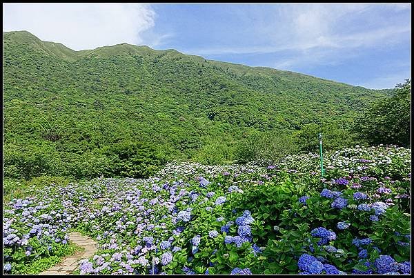 2024.05.18 台北陽明山 ‧ 竹子湖 ‧ 花與樹繡球