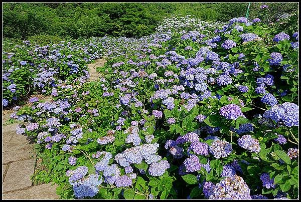 2024.05.18 台北陽明山 ‧ 竹子湖 ‧ 花與樹繡球