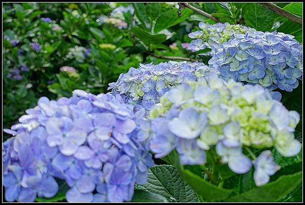 2024.05.18 台北陽明山 ‧ 竹子湖 ‧ 花與樹繡球