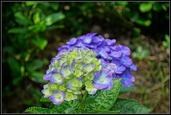 2024.05.18 台北陽明山 ‧ 竹子湖 ‧ 花與樹繡球