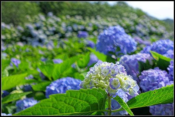 2024.05.18 台北陽明山 ‧ 竹子湖 ‧ 花與樹繡球