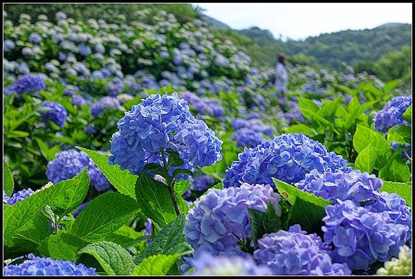 2024.05.18 台北陽明山 ‧ 竹子湖 ‧ 花與樹繡球