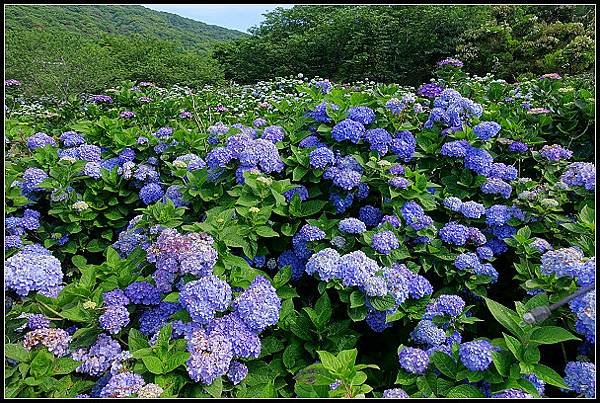 2024.05.18 台北陽明山 ‧ 竹子湖 ‧ 花與樹繡球