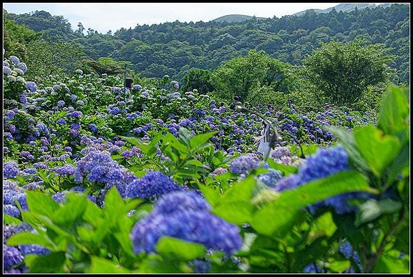 2024.05.18 台北陽明山 ‧ 竹子湖 ‧ 花與樹繡球