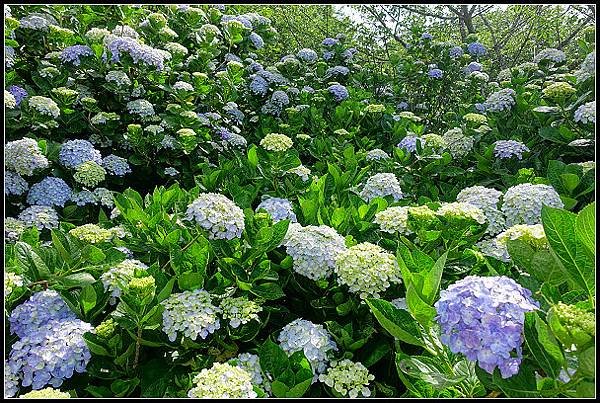 2024.05.18 台北陽明山 ‧ 竹子湖 ‧ 花與樹繡球