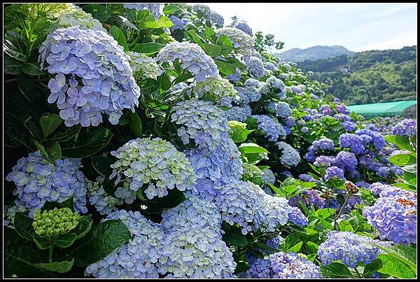 2024.05.18 台北陽明山 ‧ 竹子湖 ‧ 花與樹繡球