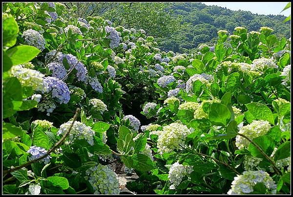 2024.05.18 台北陽明山 ‧ 竹子湖 ‧ 花與樹繡球