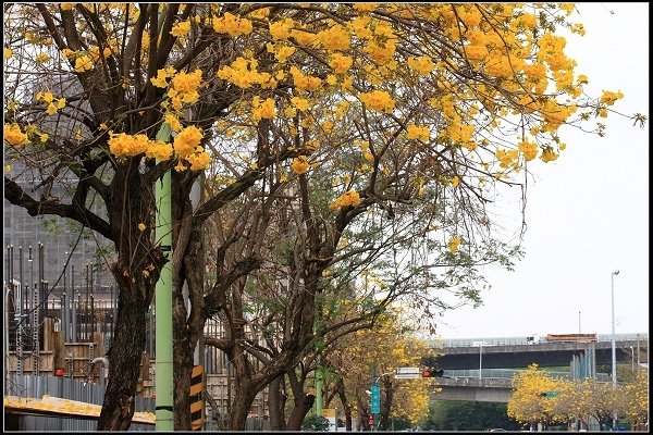 2021.03.07 台中廍子公園 ‧ 黃花風鈴木&amp;咖波屋