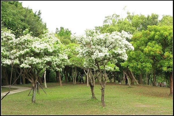 2021.03.06 大安森林公園 ‧ 杜鵑季