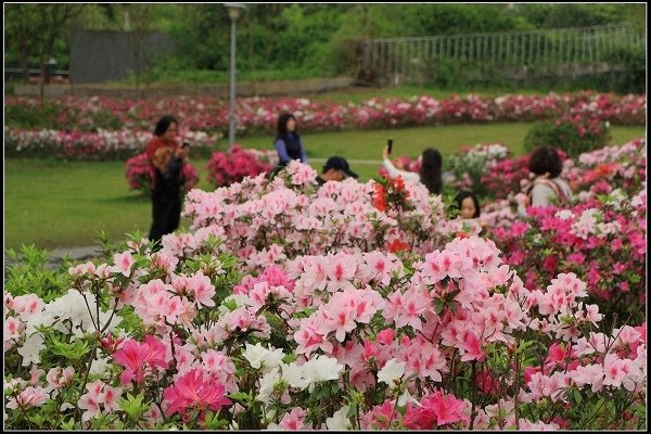 2021.03.06 大安森林公園 ‧ 杜鵑季