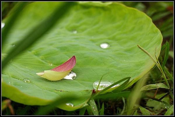 2012.06.02 雙溪拍荷