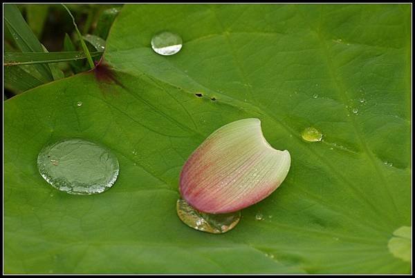 2012.06.02 雙溪拍荷