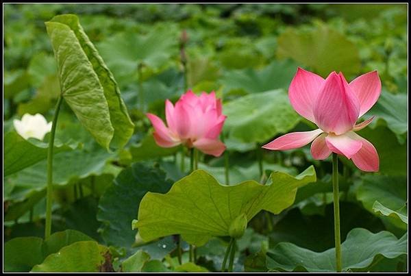 2012.06.02 雙溪拍荷