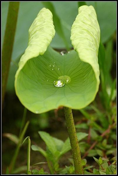 2012.06.02 雙溪拍荷