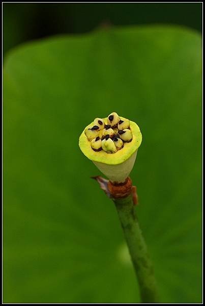 2012.06.02 雙溪拍荷