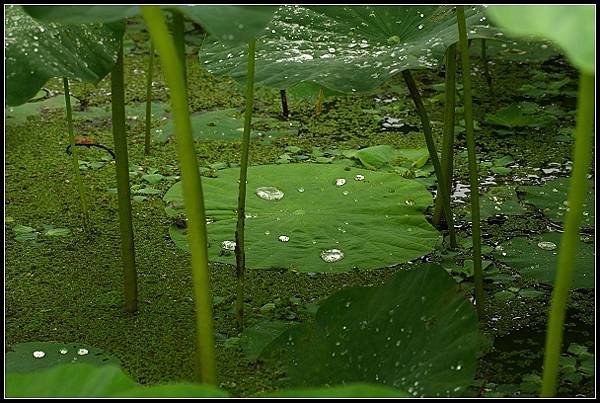 2012.06.02 雙溪拍荷