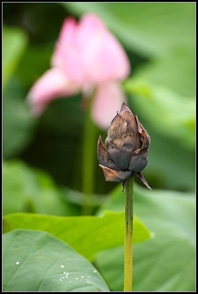 2012.06.02 雙溪拍荷