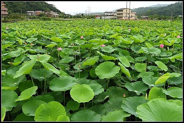 2012.06.02 雙溪拍荷