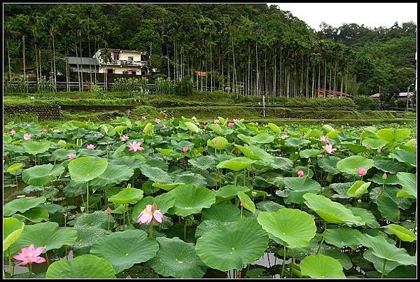 2012.06.02 雙溪拍荷