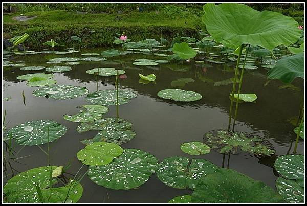 2012.06.02 雙溪拍荷