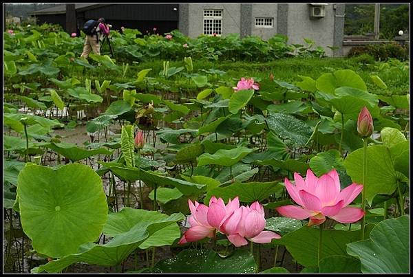 2012.06.02 雙溪拍荷