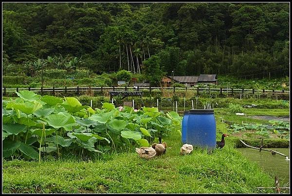 2012.06.02 雙溪拍荷