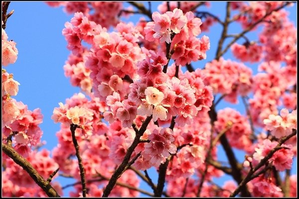 2021.01.24【單車遊記】陽明山賞花輕旅行