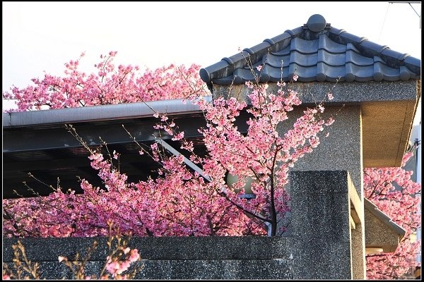 2021.01.24【單車遊記】陽明山賞花輕旅行