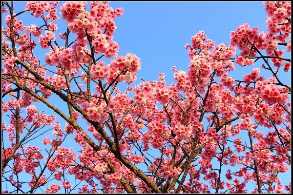 2021.01.24【單車遊記】陽明山賞花輕旅行