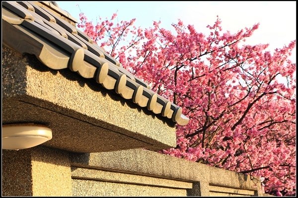 2021.01.24【單車遊記】陽明山賞花輕旅行