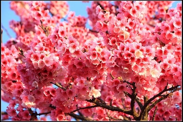 2021.01.24【單車遊記】陽明山賞花輕旅行