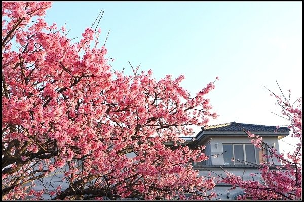 2021.01.24【單車遊記】陽明山賞花輕旅行