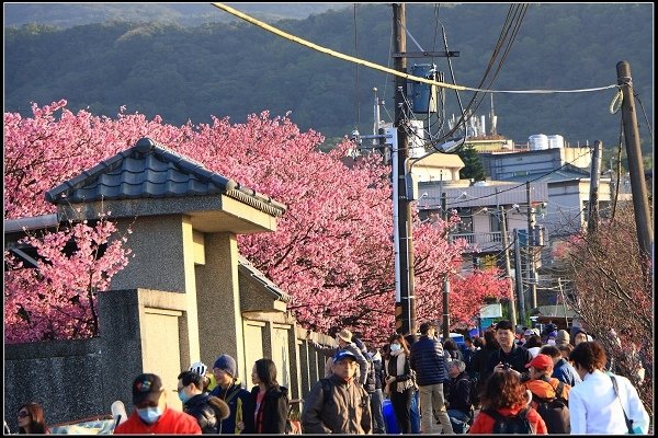 2021.01.24【單車遊記】陽明山賞花輕旅行