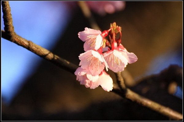 2021.01.24【單車遊記】陽明山賞花輕旅行