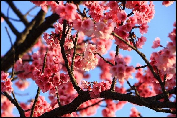 2021.01.24【單車遊記】陽明山賞花輕旅行