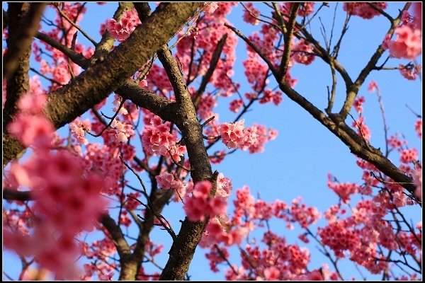 2021.01.24【單車遊記】陽明山賞花輕旅行