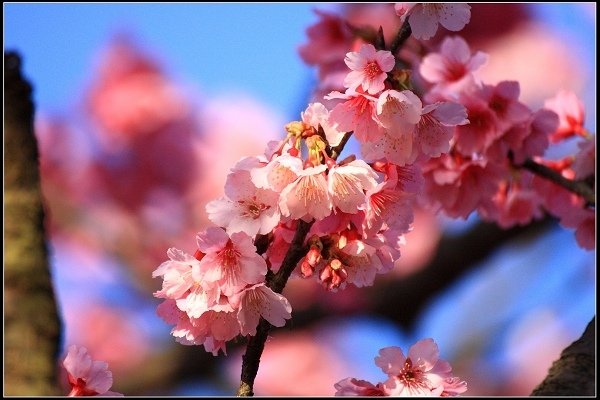 2021.01.24【單車遊記】陽明山賞花輕旅行