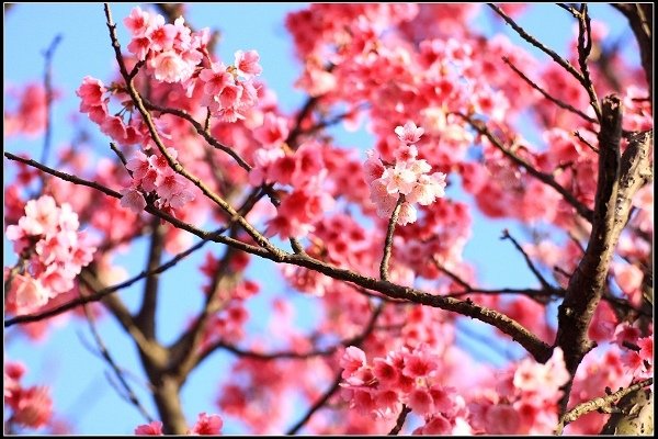 2021.01.24【單車遊記】陽明山賞花輕旅行