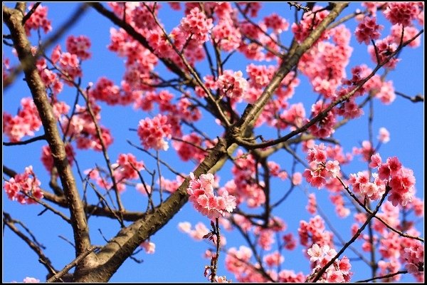 2021.01.24【單車遊記】陽明山賞花輕旅行