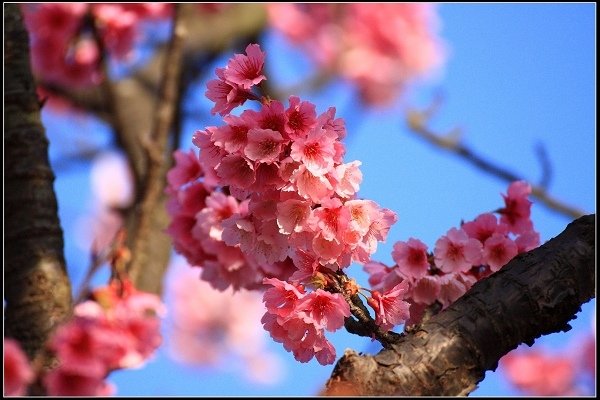 2021.01.24【單車遊記】陽明山賞花輕旅行