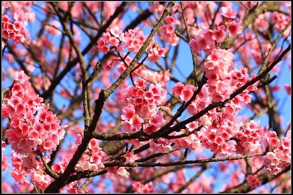 2021.01.24【單車遊記】陽明山賞花輕旅行