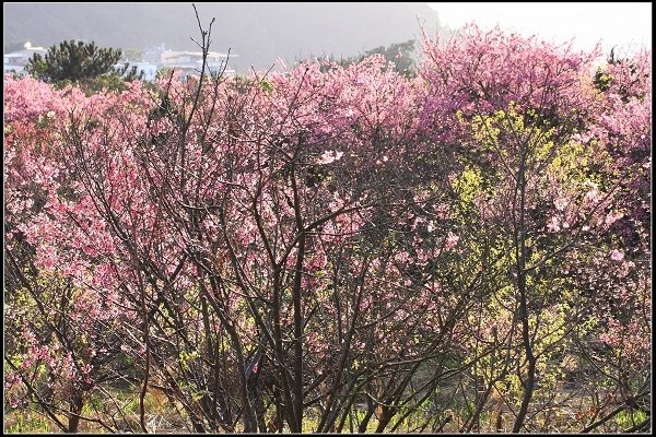 2021.01.24【單車遊記】陽明山賞花輕旅行