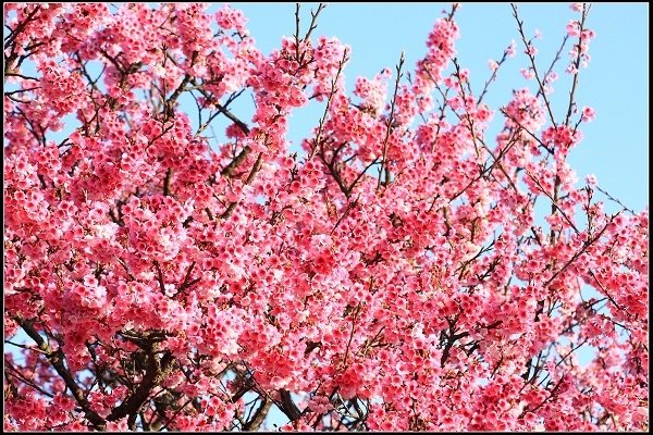2021.01.24【單車遊記】陽明山賞花輕旅行