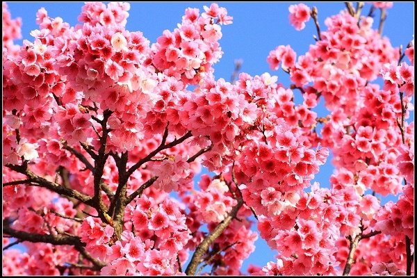 2021.01.24【單車遊記】陽明山賞花輕旅行