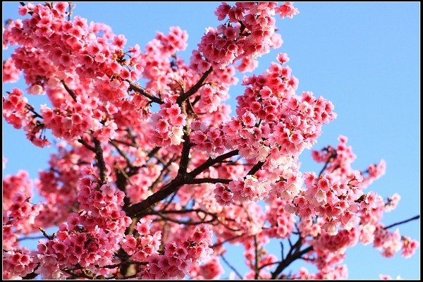 2021.01.24【單車遊記】陽明山賞花輕旅行