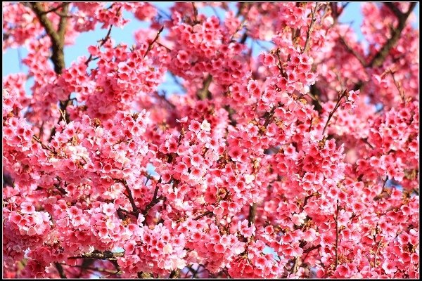 2021.01.24【單車遊記】陽明山賞花輕旅行