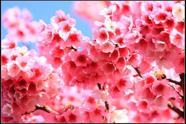 2021.01.24【單車遊記】陽明山賞花輕旅行