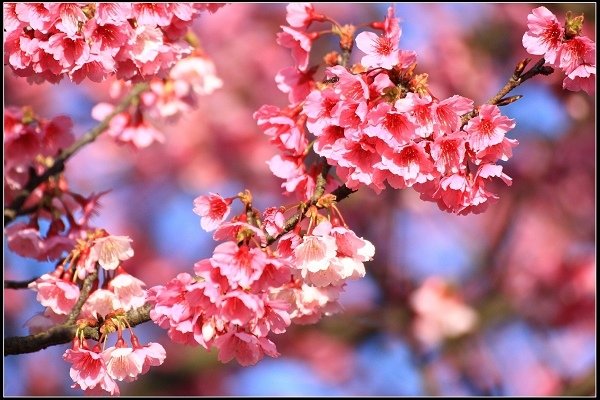 2021.01.24【單車遊記】陽明山賞花輕旅行
