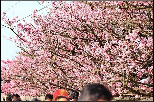 2021.01.24【單車遊記】陽明山賞花輕旅行
